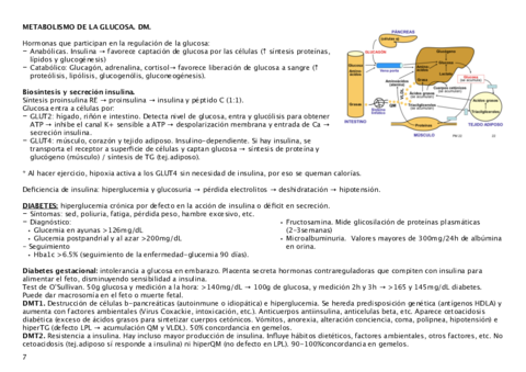metab-glucosa.pdf