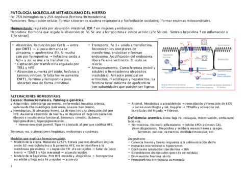 metabolismo-hierro.pdf