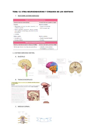 RESUMEN-TEMA-12-TBE.pdf