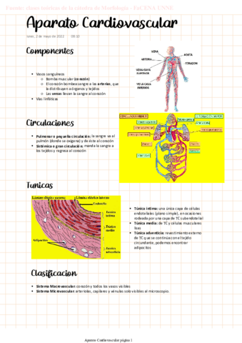 MORFO-Aparato-cardiovascular-micro.pdf