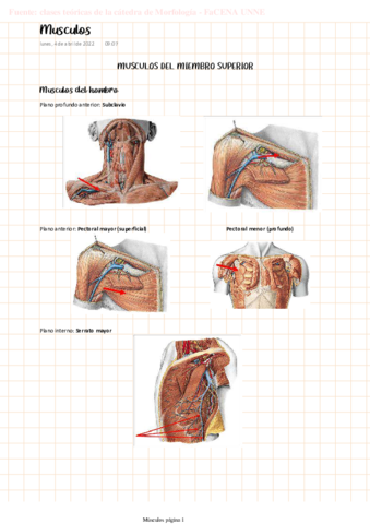 MORFO-Musculos.pdf