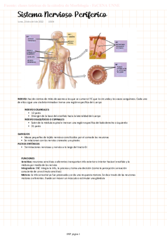 MORFO-Sistema-Nervioso-Periferico.pdf