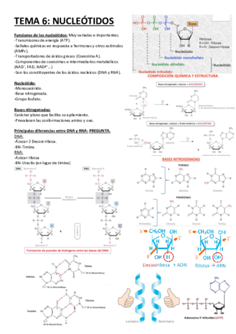 Tema-6-Nucleotidos.pdf