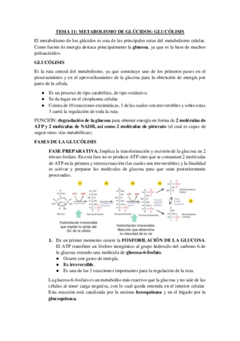 TEMA-11-parte-1-METABOLISMO-DE-GLUCIDOS.pdf