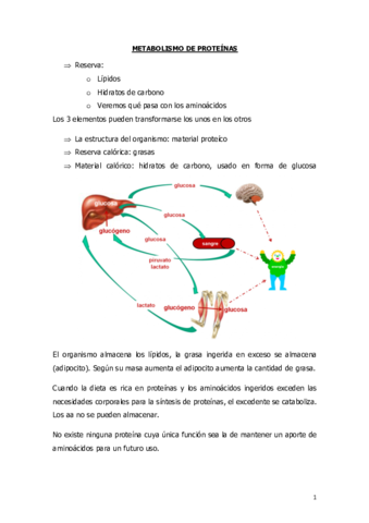 TEMA-13-METABOLISMO-PROTEINAS.pdf