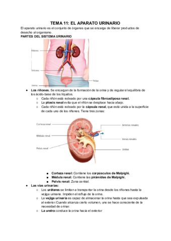 TEMA-11-EL-APARATO-URINARIO.pdf