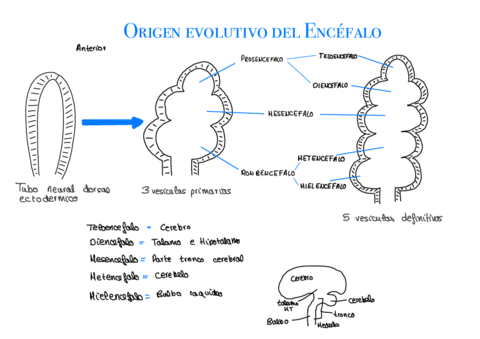 10-Sistema-Endocrino-Y-Nervioso.pdf