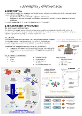 4-bioenergetica-metabolismo-basal.pdf