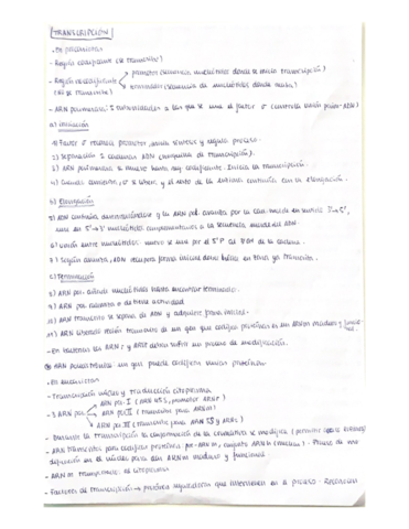 Transcripcion-y-traduccion-.pdf