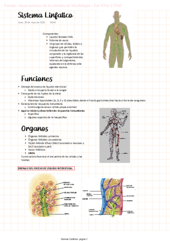 MORFO-Sistema-Linfatico.pdf