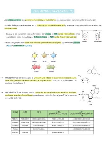 T5-Y-14-LOS-ACIDOS-NUCLEICOS-.pdf