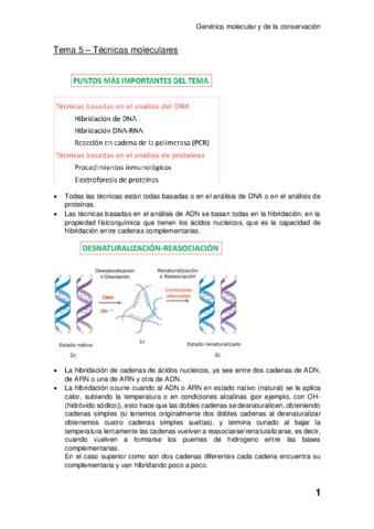 Tema-5-Tecnicas-moleculares.pdf