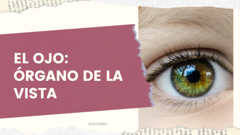 El-ojo-organo-de-la-vista.pdf