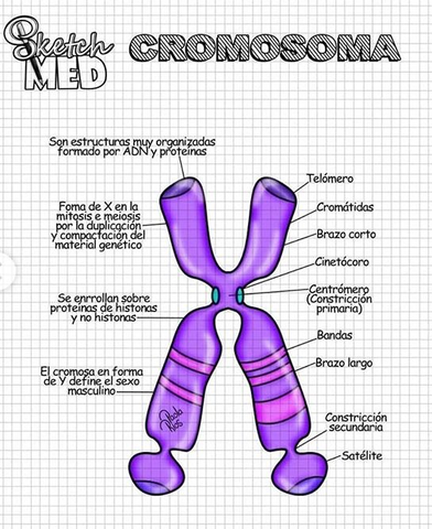 el-cromosoma.jpg