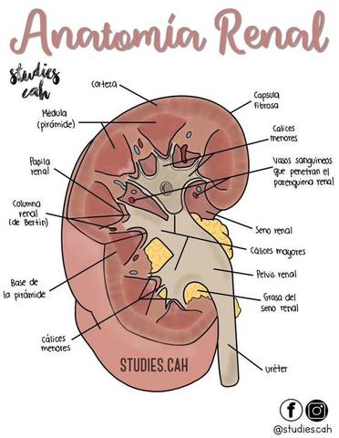anatomia-renal.jpg