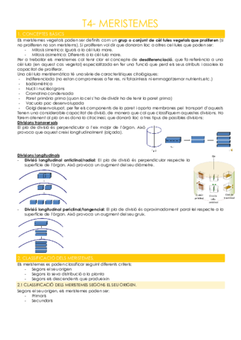 T4-MERISTEMES.pdf