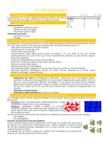 T5-PARENQUIMES.pdf