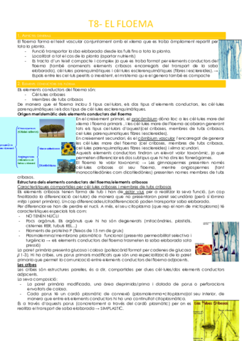 T8-FLOEMA.pdf