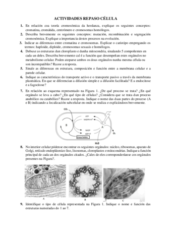 ACTIVIDADES-REPASO-CELULA.pdf