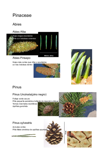Identificacion-botanica-2022-Documentos-de-Google.pdf