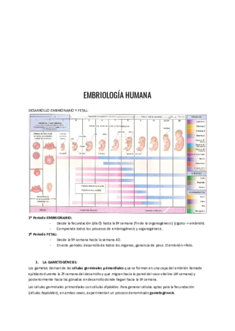 Embriologia-humana.pdf