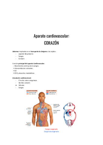 Aparato-cardiovascular-CORAZON.pdf