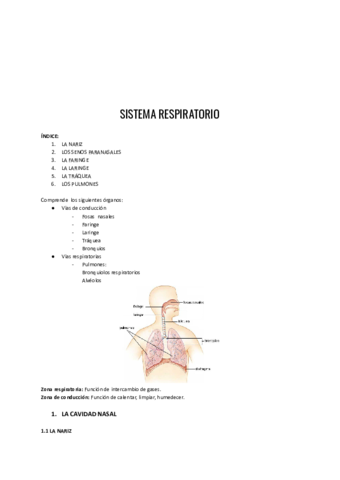 Sistema-respiratorio.pdf