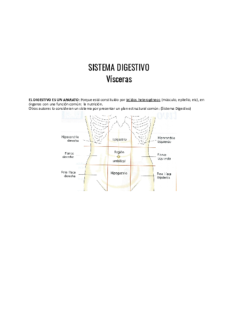 Sistema-digestivo-VISCERAS.pdf