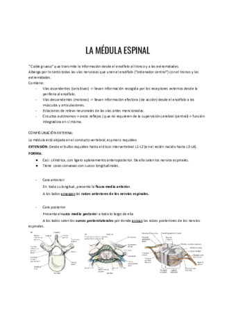 SN-Medula-espinal-y-SN-periferico.pdf