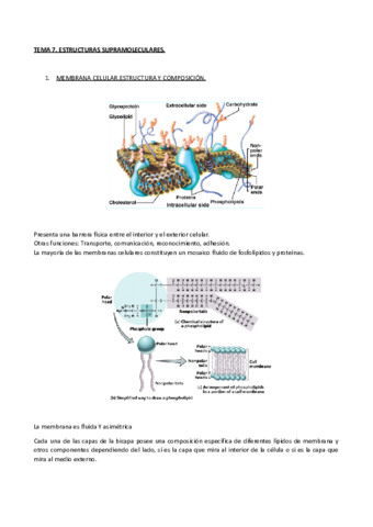 TEMA-7.pdf