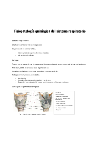 Sistema-Respiratorio.pdf