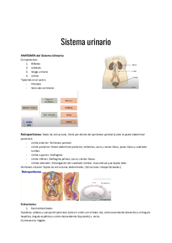 Sistema-urinario.pdf