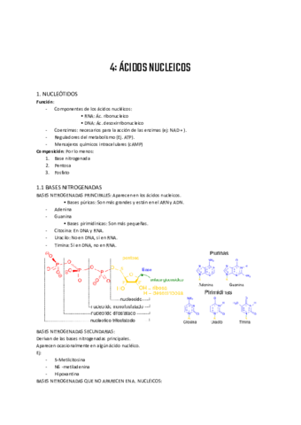 Acido-nucleicos.pdf