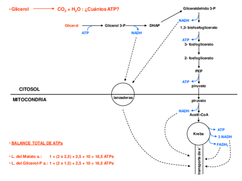 Ejercicios-metabolismo-corregidos.pdf