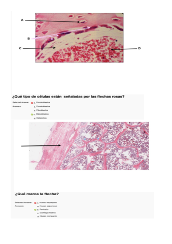 test-practica-4-hueso-.pdf