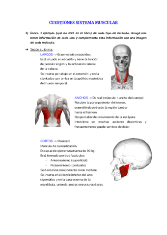 CUESTIONES-SISTEMA-MUSCULAR.pdf
