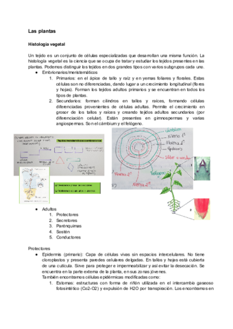 Las-plantas-tejdos-nutricion-y-relacion.pdf