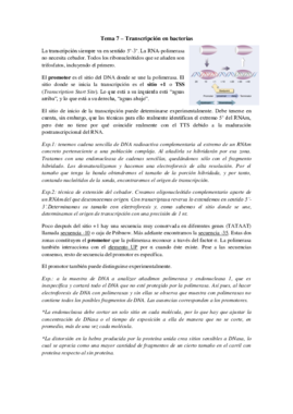 Tema 7 - Transcripción en bacterias (I).pdf