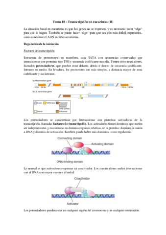 Tema 10 - Transcripción en eucariotas (II).pdf