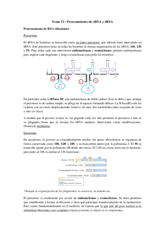Tema 13 - Procesamiento de rRNA y tRNA.pdf