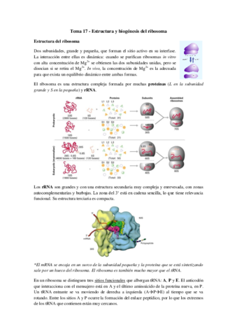 Tema 17 - Estructura y biogénesis del ribosoma.pdf