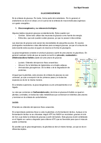 19. Gluconeogénesis.
