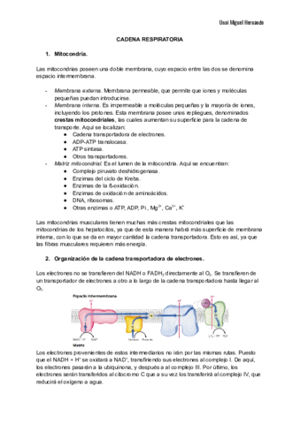 17. Cadena respiratoria.