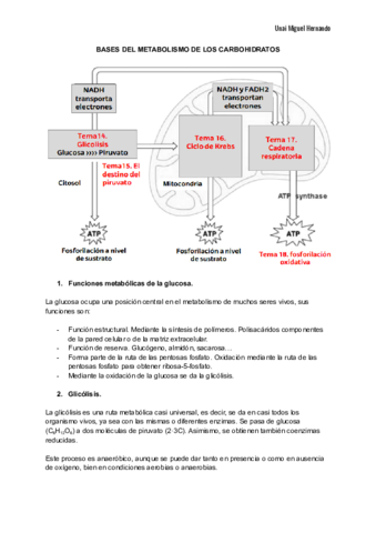 14. Metabolismo de los carbohidratos.