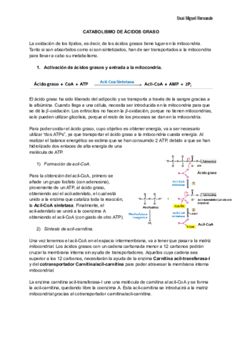 24. Catabolismo de ácidos grasos.