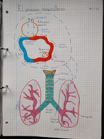 Respiracion-I.jpg