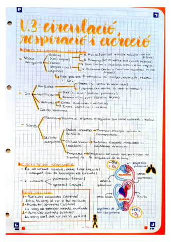 UD-3-Circulacio-respiracio-i-excrecio.pdf