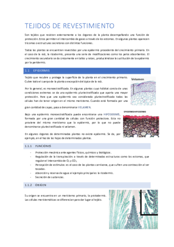 Tema-4-Tejidos-de-revestimiento.pdf