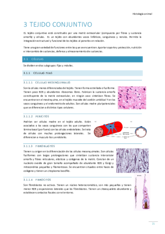 Tema-3-Tejido-conjuntivo.pdf