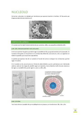 Tema-4-Nucleolo.pdf